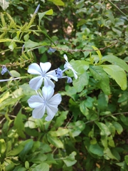 Plumbago auriculata