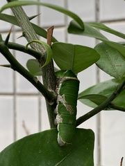 Papilio demoleus libanius