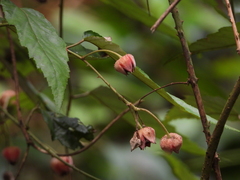 Rubus kawakamii