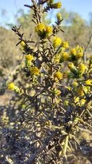 Marasmodes fasciculata