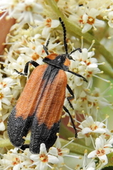 Lycus palliatus