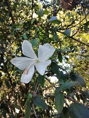 Hibiscus rosa-sinensis