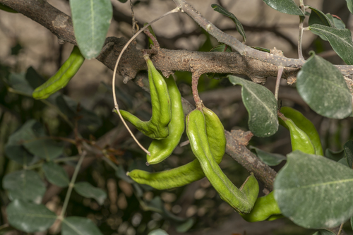 Ceratonia siliqua