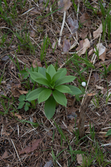 Lilium martagon