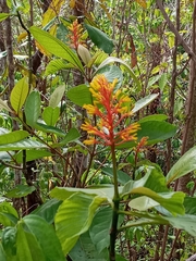 Palicourea guianensis image