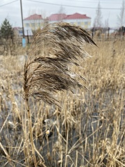 Phragmites australis