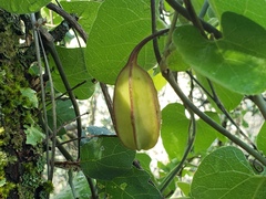 Aristolochia californica