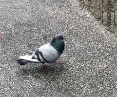 Columba livia domestica