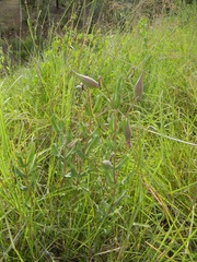 Asclepias elata