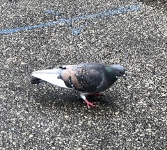 Columba livia domestica