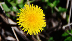 Taraxacum officinale