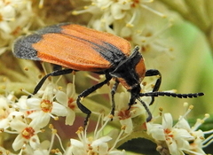 Lycus palliatus