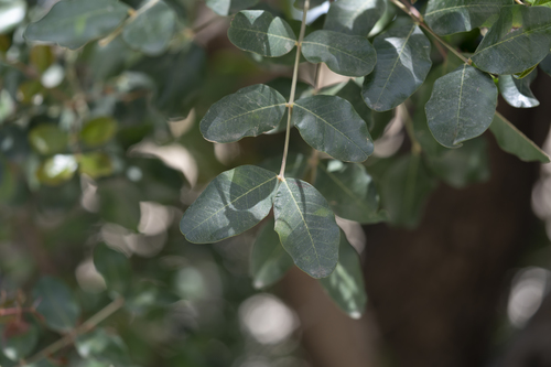 Ceratonia siliqua