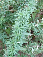 Aloysia polystachya