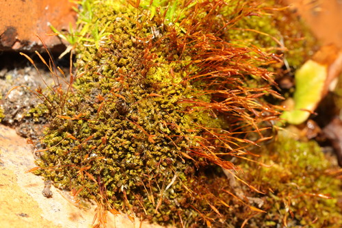 Barbula unguiculata