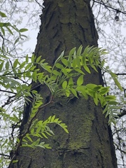 Gleditsia triacanthos