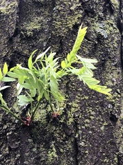 Gleditsia triacanthos