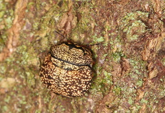 Phyllomegacopta majuscula