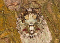 Phyllomegacopta majuscula