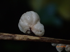 Marasmius tenuissimus