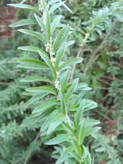 Aloysia polystachya