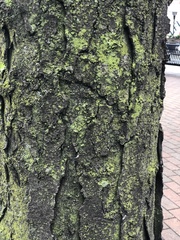 Gleditsia triacanthos
