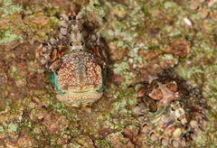 Phyllomegacopta majuscula