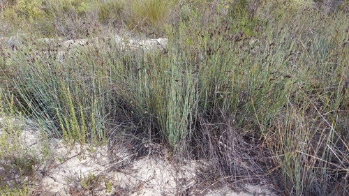 Cannomois arenicola (Cannomois arenicola)