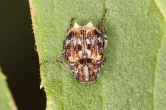 Dasyvalgus formosanus