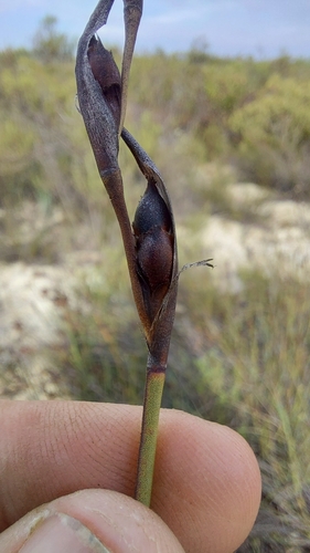 Image of Cannomois arenicola by (c) Jacques van der Merwe, some rights reserved (CC BY-SA)