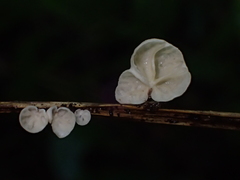 Marasmius tenuissimus