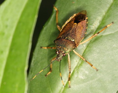 Dalpada maculata