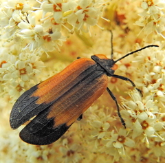 Lycus palliatus
