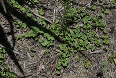 Dichondra occidentalis
