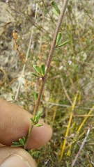 Muraltia rhamnoides