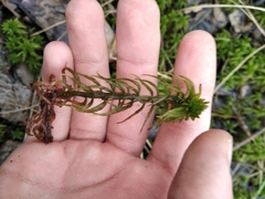 Sphagnum riparium