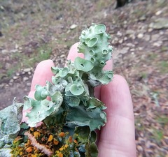 Parmotrema submarginale