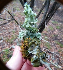 Parmotrema submarginale