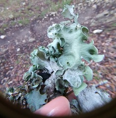 Parmotrema submarginale