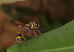 Monoceromyia javana