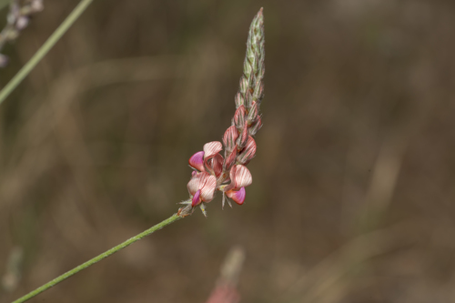 Image of Onobrychis gracilis by (c) Eleftherios Katsillis, some rights reserved (CC BY)