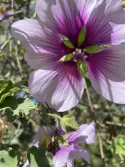 Malva subovata bicolor