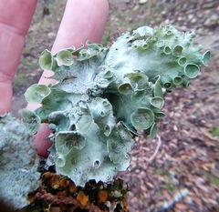 Parmotrema submarginale