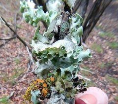 Parmotrema submarginale