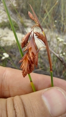 Staberoha distachyos