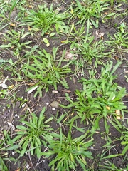 Scorzoneroides autumnalis