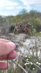 Staberoha distachyos