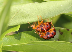 Agomadaranus pardaloides