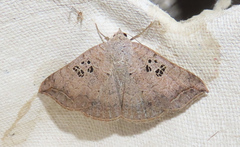 Blasticorhinus rivulosa