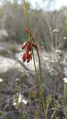 Staberoha distachyos